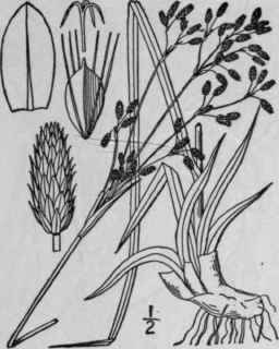 30 Scirpus Lineatus Michx Reddish Bulrush 830