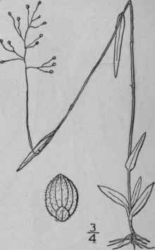 33 Panicum Ensifolium Baldw Small Leaved Panic Gra 343