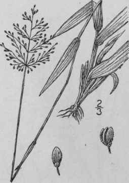 33 Panicum Ensifolium Baldw Small Leaved Panic Gra 344