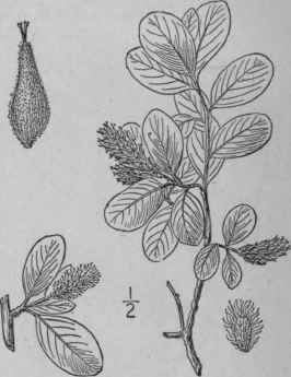 36 Salix Waghornei Rydberg Waghorne s Willow 1486