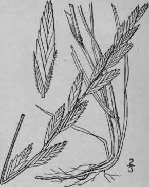 4 Agropyron Smithii Rydb Western Wheat Grass 689