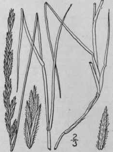 4 Agropyron Smithii Rydb Western Wheat Grass 690