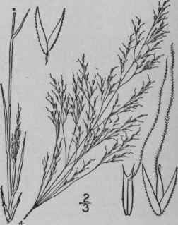 4 Agrostis Elliottiana Schultes Elliott s Bent Gra 490