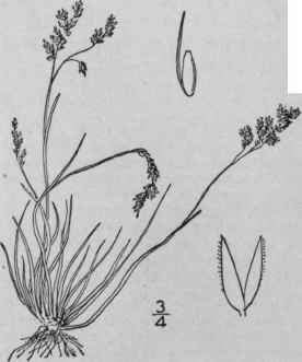 4 Agrostis Elliottiana Schultes Elliott s Bent Gra 491