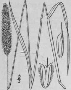 4 Alopecurus Pratensis L Meadow Foxtail 461