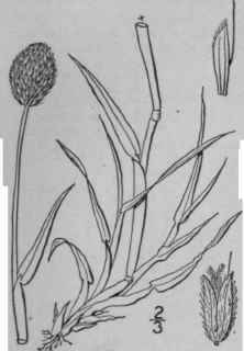 4 Alopecurus Pratensis L Meadow Foxtail 462