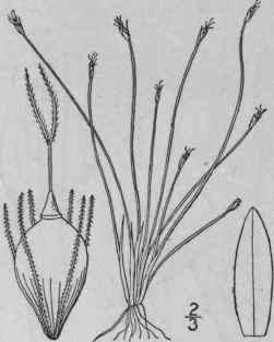 4 Eleocharis Flaccida Rchb Urban Pale Spike Rush 761