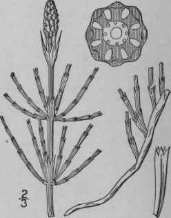 4 Equisetum Palustre L Marsh Horsetail 92