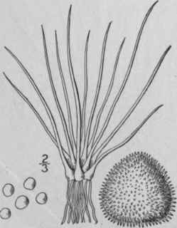 4 Isoetes Braunii Durieu Braun s Quillwort 121