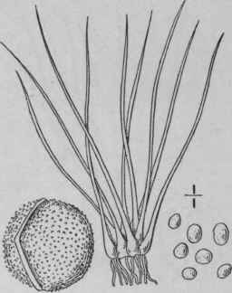 4 Isoetes Braunii Durieu Braun s Quillwort 122