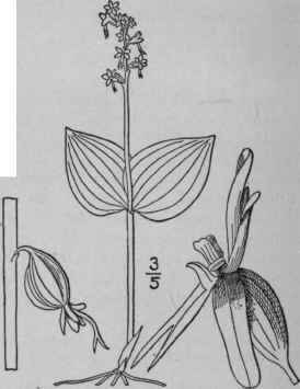 4 Ophrys Cordata L Heart Leaved Twayblade Double L 1400