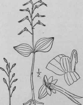 4 Ophrys Cordata L Heart Leaved Twayblade Double L 1401