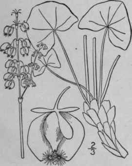 4 Oxyria Hill Veg Syst 10 24 1765 1614