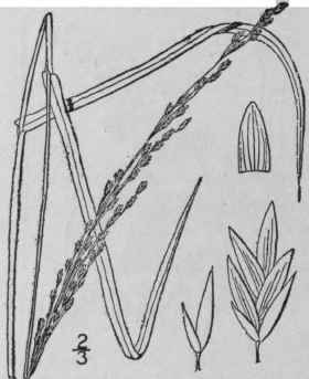 4 Panicularia Torreyana Spreng Merrill Long Manna  635