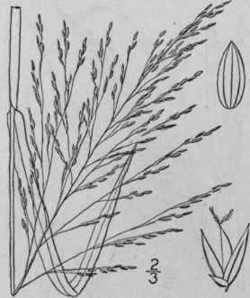 4 Panicum Dichotomiflorum Michx Spreading Witch Gr 314