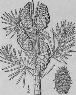 4 Pinus Scopulorum Engelm Lemmon Rock Pine 135