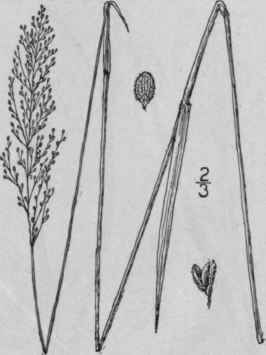 43 Panicum Paucipilum Nash Purple Panic Grass 353