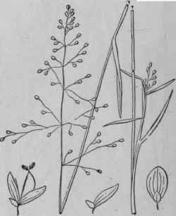 45 Panicum Lindheimeri Nash Lindheimer s Panic Gra 355