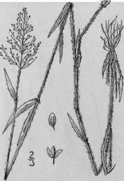 45 Panicum Lindheimeri Nash Lindheimer s Panic Gra 356