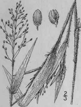 47 Panicum Huachucae Ashe Hairy Panic Grass 358