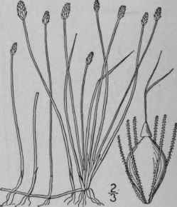 5 Eleocharis Olivacea Torr Bright Green Spike Rush 762