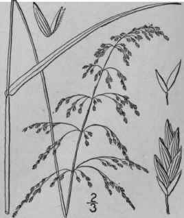 5 Panicularia Nervata Willd Kuntze Meadow Grass Ne 636