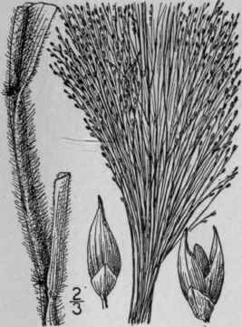 5 Panicum Capillare L Witch Grass Tumble Weed 315