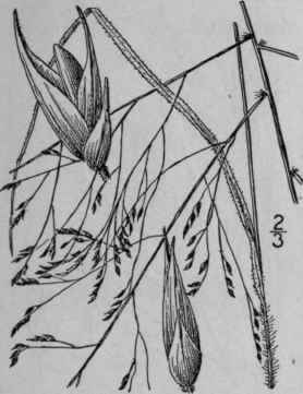 5 Panicum Capillare L Witch Grass Tumble Weed 316