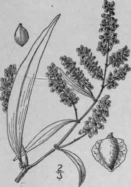 5 Rumex Pallidus Bigel Large Tubercled Dock 1601