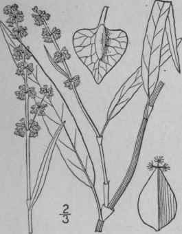 5 Rumex Pallidus Bigel Large Tubercled Dock 1602