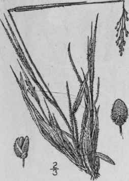 53 Panicum Owenae Bicknell Mrs Owen s Panic Grass 363