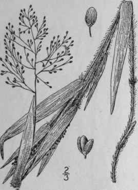 53 Panicum Owenae Bicknell Mrs Owen s Panic Grass 364