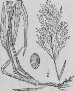 55 Panicum Lanuginosum Ell Woolly Panic Grass 365