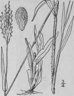 55 Panicum Lanuginosum Ell Woolly Panic Grass 366