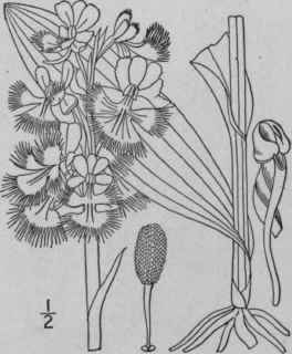 6 Blephariglottis Grandiflora Bigel Rydb Large Or  1378