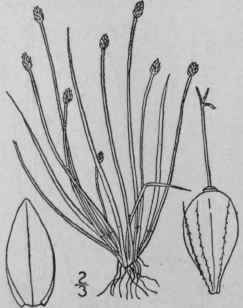 6 Eleocharis Atropurpurea Retz Kunth Purple Spike  763