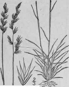 6 Festuca Ovina L Sheep s Fescue Grass Fig 653 653