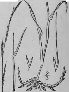 6 Muhlenbergia Tenuifldra Willd B S P Slender Sati 444