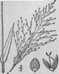 67 Panicum Scoparium Lam Velvety Panic Grass 377