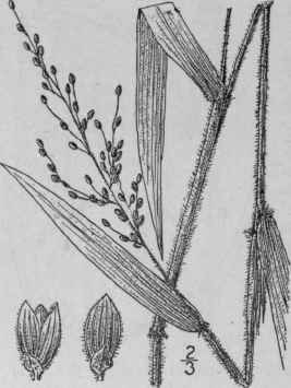 67 Panicum Scoparium Lam Velvety Panic Grass 378