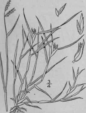 69 Bulbilis Raf Am Month Mag 4 190 1819 Buchloe En 557