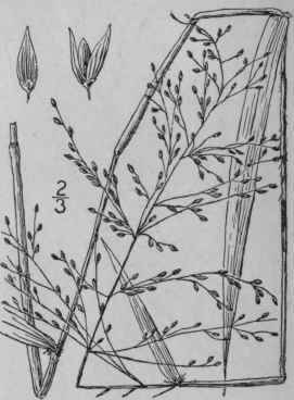 69 Panicum Scabriusculum Ell Tall Swamp Panic Gras 379