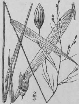 69 Panicum Scabriusculum Ell Tall Swamp Panic Gras 380