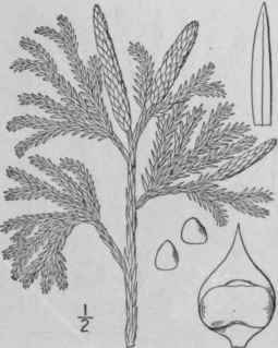 7 Lycopodium Obscurum L Ground Pine 106