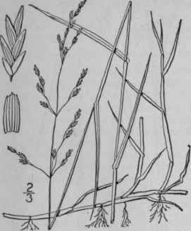7 Panicularia Pallida Torr Kuntze Pale Manna Grass 638