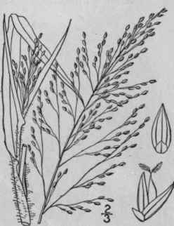 7 Panicum Gattingeri Nash Gattinger s Witch Grass 317