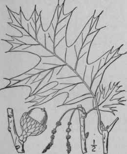 7 Quercus Velutina Lam Black Oak Quercitron 1520