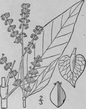 7 Rumex Verticillatus L Swamp Dock 1604