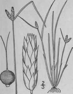 7 Scirpus Hallii A Gray Hall s Club Rush 807