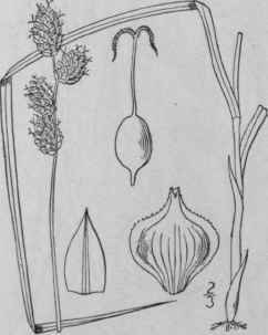 72 Carex Suberecta Olney Britton Prairie Straw Sed 940